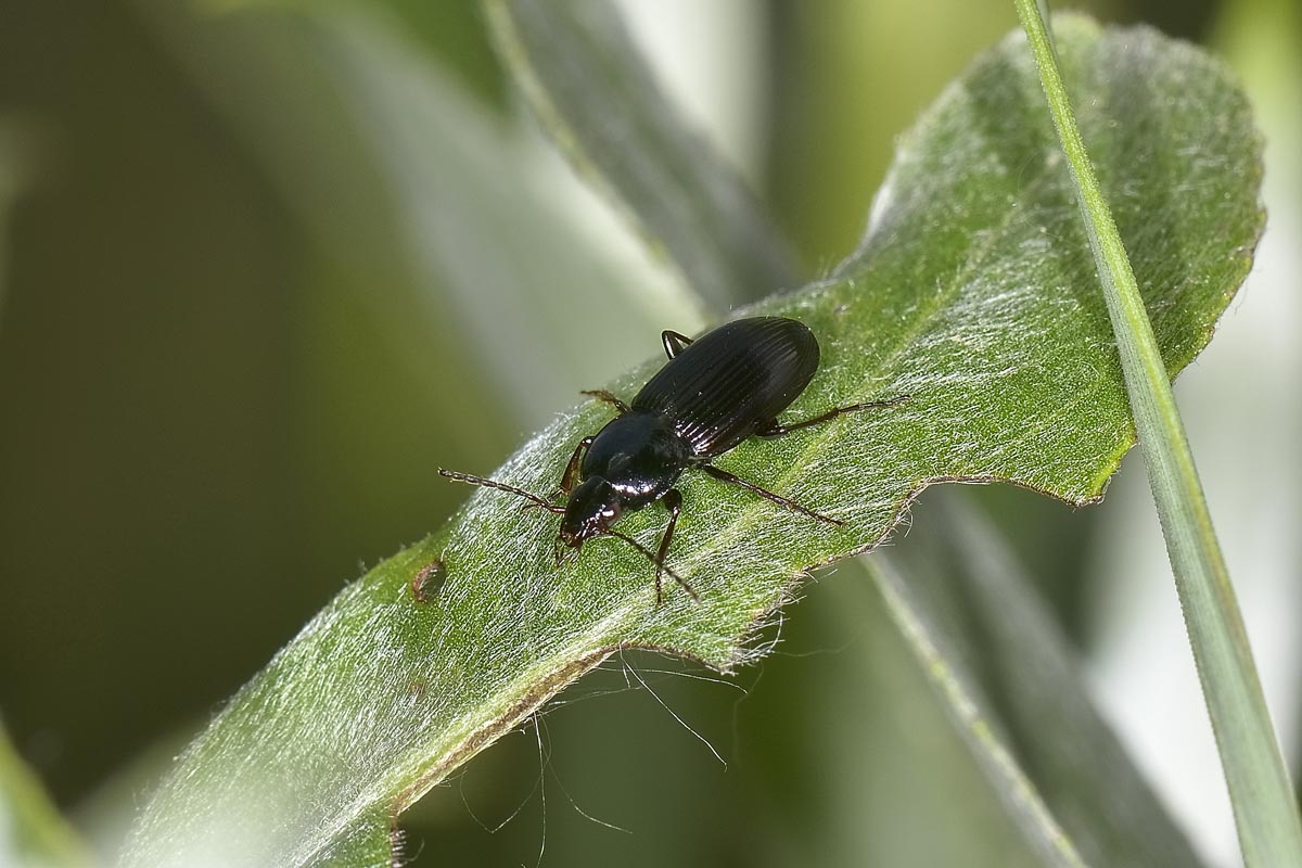 Pterostichus vernalis, Carabidae